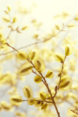 Naklejka premium Gentle spring background with branch of blossoming willow