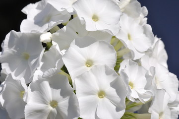 Closeup on white Garden Phlox