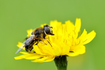 Dronefly on yellow flower