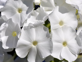 Naklejka na ściany i meble Closeup on white Garden Phlox