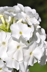 Closeup on white Garden Phlox