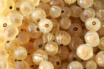 Closeup on white currant