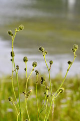 Buds on a plant in the sunflower family