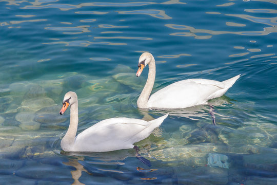 White swan swimming in water