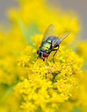 Common green bottle fly on yellow flower
