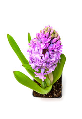 Purple hyacinth in small pot