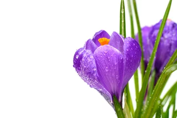 Foto op Plexiglas Krokussen Spring crocus flowers with drops of water
