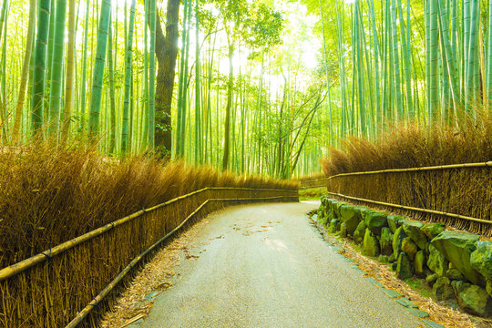 Arashiyama Bamboo Grove Morning Twisting Road H - Powered by Adobe