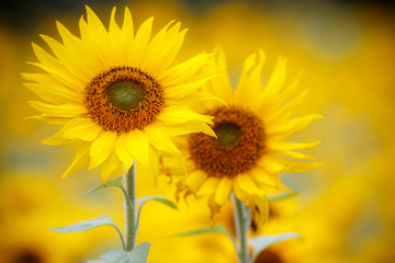 ヒマワリの花