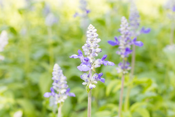 Lavender flowers in a field.