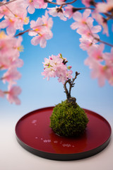 桜盆栽
