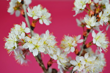 桜の花