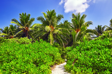 Coconut palms on a tropical island in the Maldives, middle part