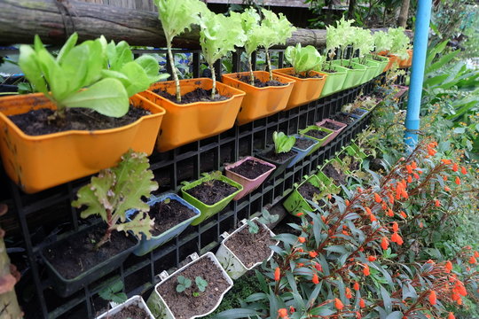 lettuce growing in color pots
