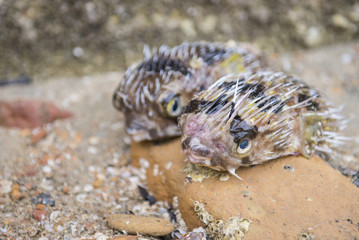 puffer fish on a beach
