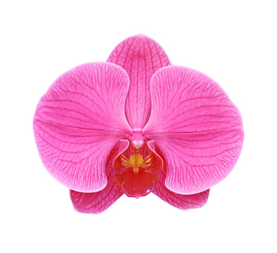 Fototapeta Pink orchid isolated on white
