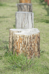 Naklejka premium forest tree stump