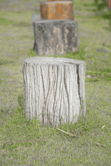 Naklejka premium forest tree stump
