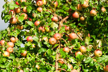 Branch apple tree with a lot of red ripe apples.