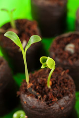 Green growing out of soil