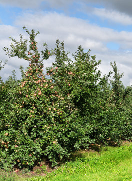 Apple orchard with young apple trees.