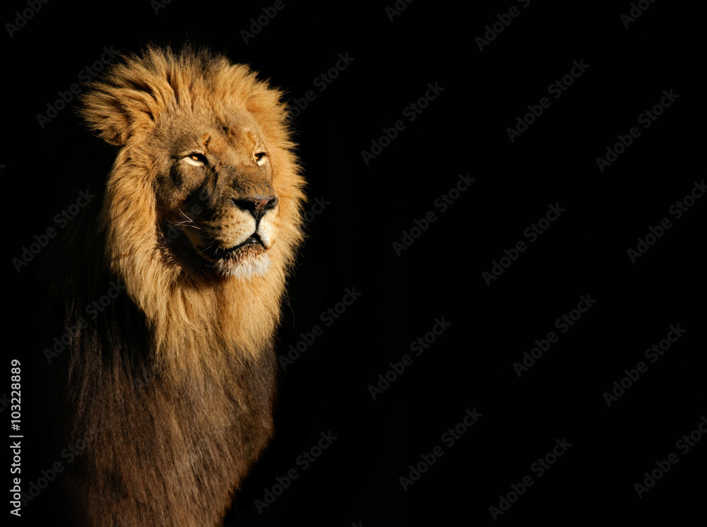 Wall mural portrait of a big male african lion (panthera leo) against a black background, south africa.