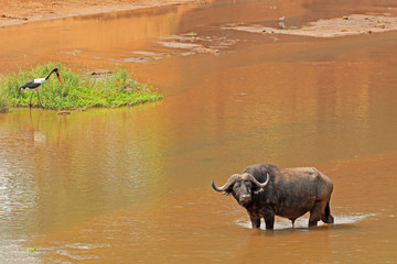 African buffalo (Syncerus caffer) standing in a river, Kruger National Park, South Africa.