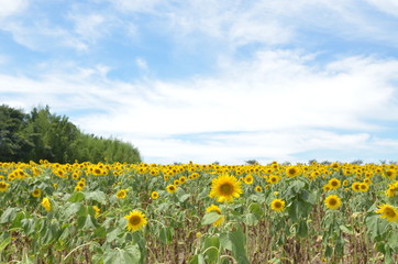 ひまわり畑