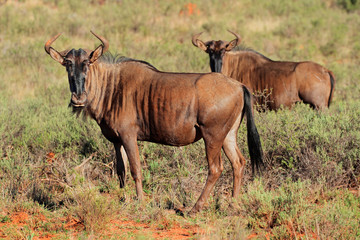 Naklejka na ściany i meble Blue wildebeest (Connochaetes taurinus) in natural habitat, South Africa.