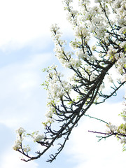 Branch of blossomed plum on the springs sky.