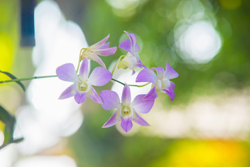 Orchids