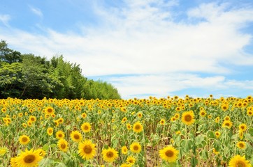 ひまわり畑