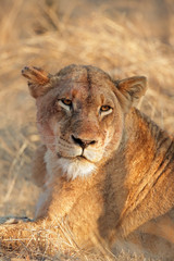 Fototapeta na wymiar Portrait of a lioness (Panthera leo), Sabie-Sand nature reserve, South Africa.