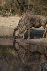 Fototapeta premium Gnu - Blue Wildebeest (Connochaetes taurinus) del Parco Nazionale di Etosha in Namibia 