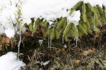 branch of spruce needles with snow and ice