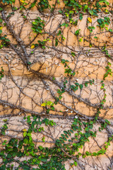 Braiding pattern of plants on the wall.