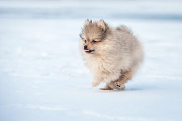 Funny pomeranian spitz puppy with tongue out running in winter
