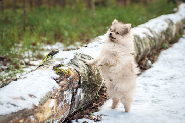 Pomeranian spitz puppy on the walk in the forest