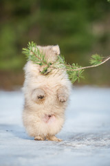 Fototapeta na wymiar Pomeranian spitz puppy playing in winter