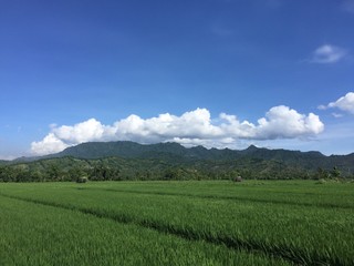 Fototapeta premium View to rice fields, Lombok island, Indonesia