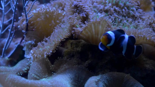 Clown fish swims near the Sea Anemone