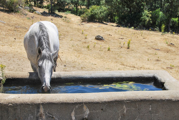 White horse drinking water from stone capacity