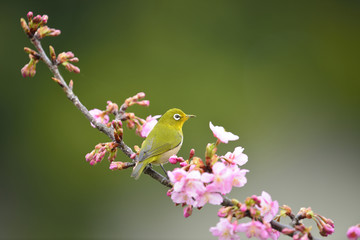 河津桜とメジロ