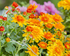 cluster of orange chrysanthemum flowers