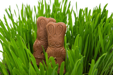 chocolate bunny in green grass