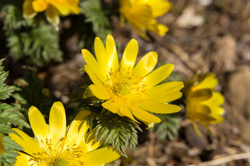 フクジュソウ（福寿草）