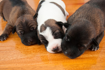 three puppies sleep together