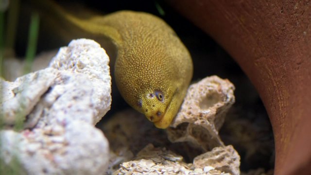 Moray eel Muraenidae close up