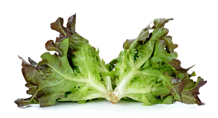 Lettuce isolated on the white background