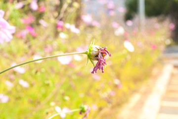 Cosmos flowers blooming in the garden